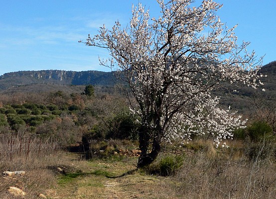 Rando bes bois de Homs et de Latude0002 ©CDRP34
