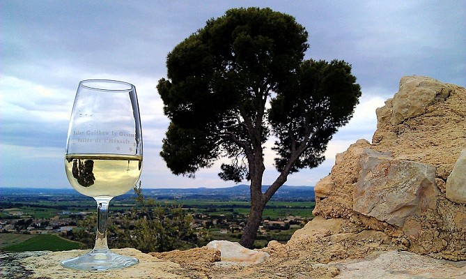 Vignoble_au_Castellas_-_E_Brendle