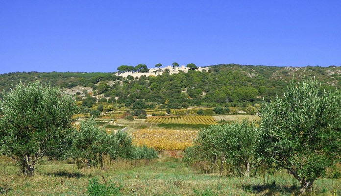 Vignobles_de_Montpeyroux_-_E_Brendle6