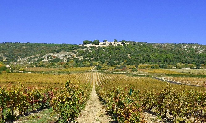 Vignobles_de_Montpeyroux_-_E_Brendle8