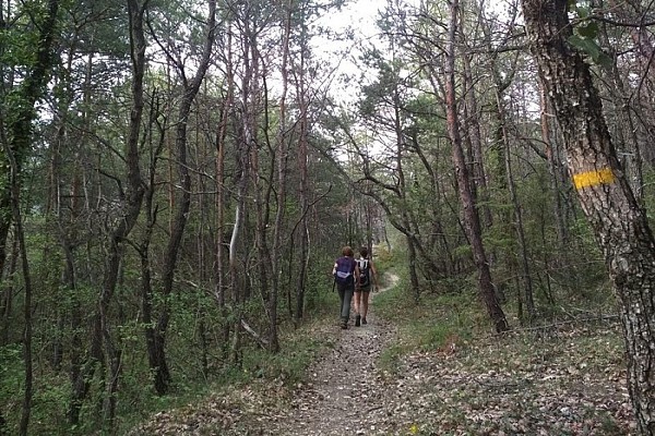 Sous-bois de l'ubac de Pradenques