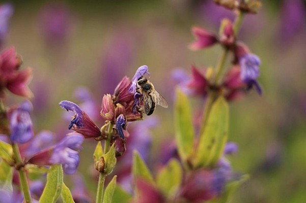 Abeille sur sauge