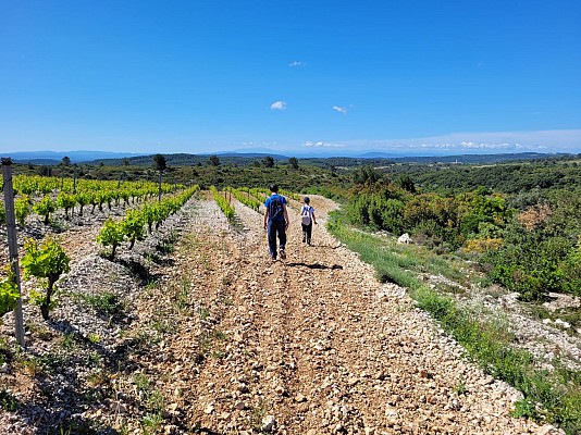 StJean_oenorando_vignes_LLemoine