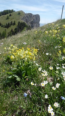Printemps