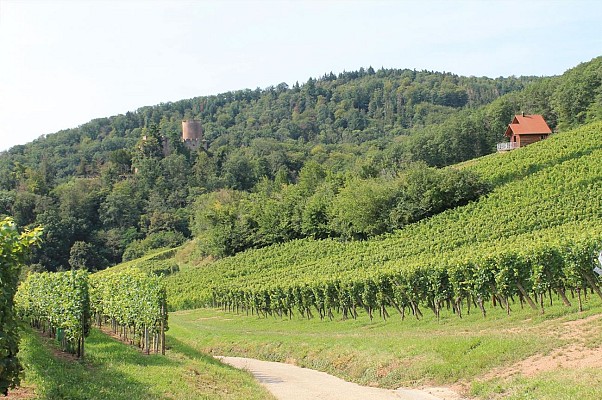 Dans les vignes près de Kintzheim