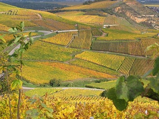 Sentier du Dragon - Sentier d'interprétation dédié à la vigne