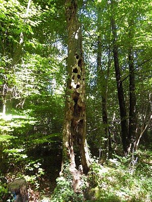 Arbre mort