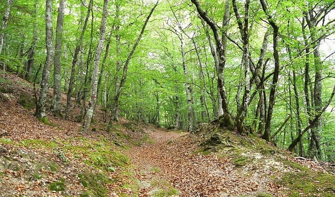 Vieux chemin