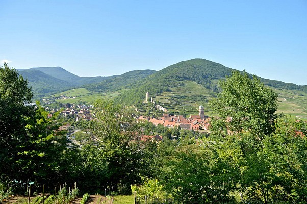 Circuit rando - de Kaysersberg à Ammerschwihr entre vignoble et forêt