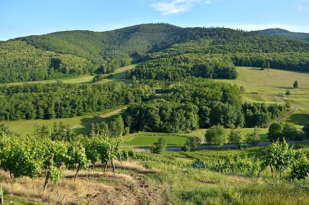 Circuit rando - de Kaysersberg à Ammerschwihr entre vignoble et forêt