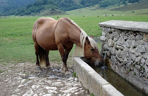 cheval abreuvoir