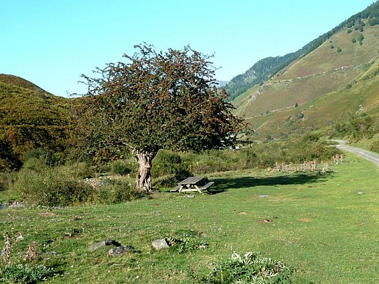 Table de pique-nique