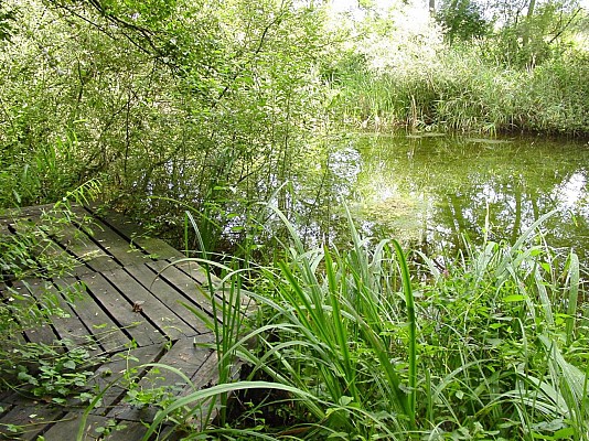 ALSACE CENTRALE : Trésors du Ried (67)