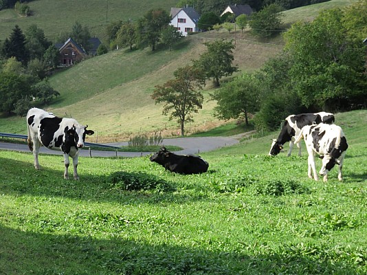 Balade ferme-auberge Pré Bracot : Le long des anciennes terrasses