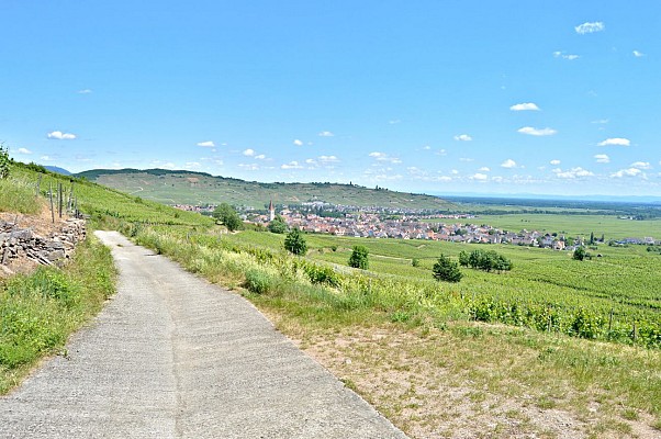 Circuit rando - Kaysersberg, Ammerschwihr, Katzenthal jusqu'au Galtz