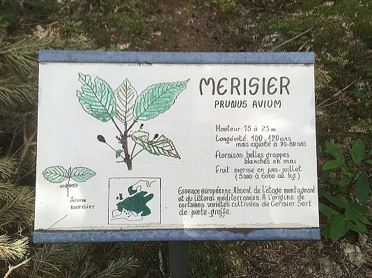 Arboretum