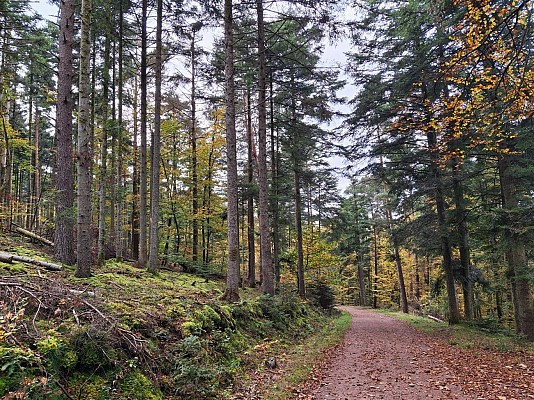 Arboretum