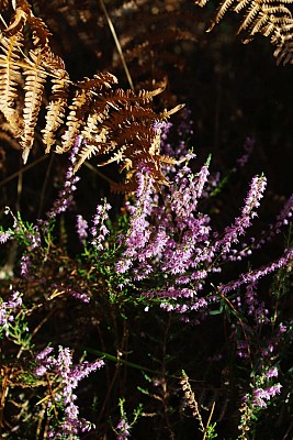 IMGP2441