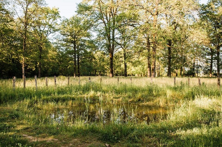 Espace Naturel Sensible de la Save, forêt de la Laurentière - Balcons du Dauphiné