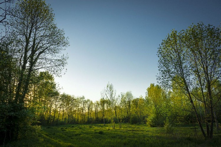 Espace Naturel Sensible de la Save, forêt de la Laurentière - Balcons du Dauphiné
