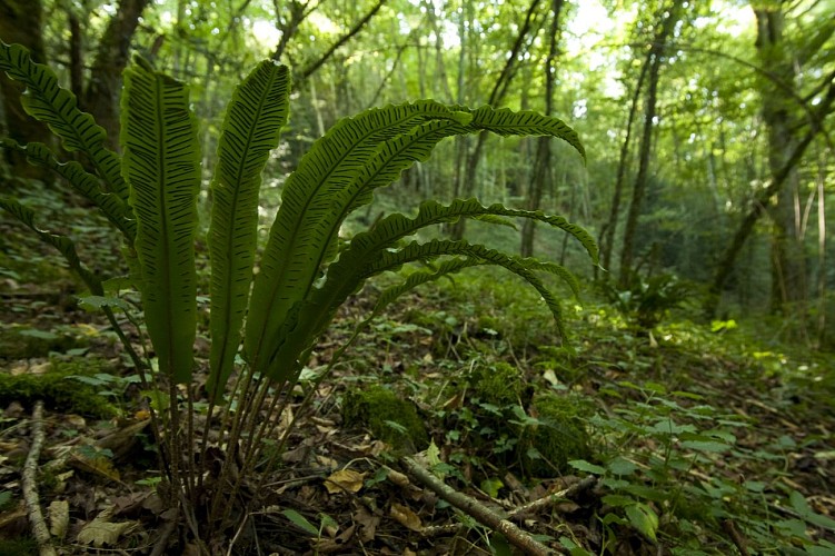 Walk to the roof of the Balme caves via the Saint-Roch slopes