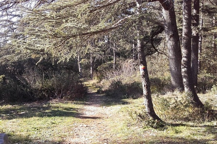 Cédraie de Cabrières-d'Avignon