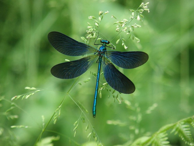 Sentier des bergères