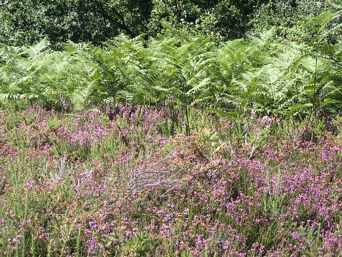 Sentier des bergères