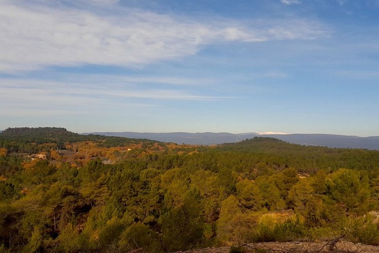 Bois de Saint Jean et Mont-Ventoux