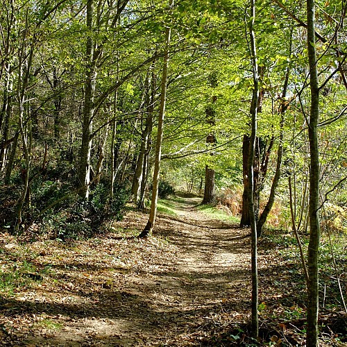 Chemin en forêt