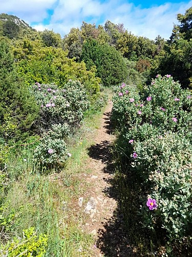 Verzeille Loop