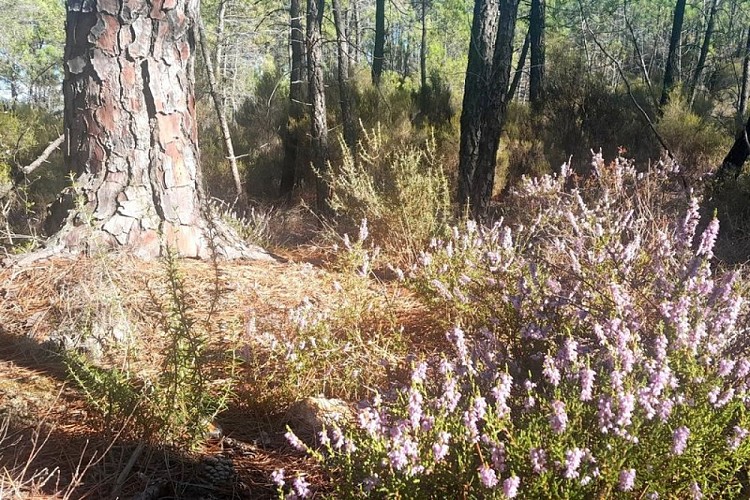 Bruyères du Bois de Saint Jean