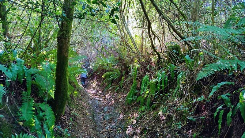 Chemins creux sur le circuit de randonnée | Dourduff