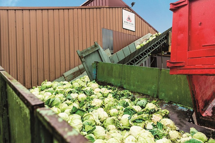 Travail du choux à Meistratzheim
