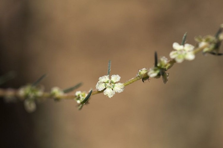 Bassie à fleurs laineuses