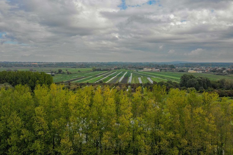 marais cultivé © Tourisme en Pays de Saint-Omer