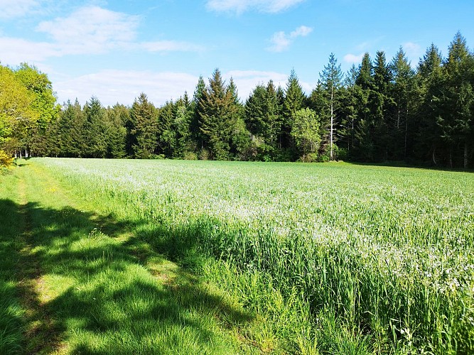 Le sentier des bois de Verneugheol_Verneugheol