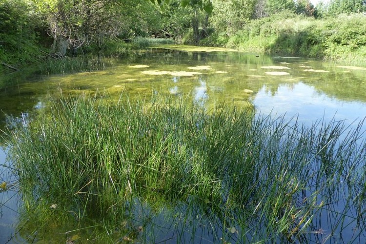 Ripisylve et marre du Calavon