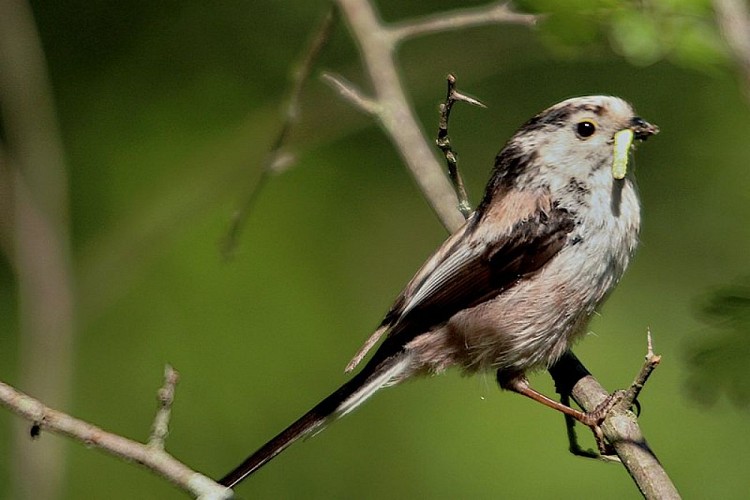 Mesange à queue longue