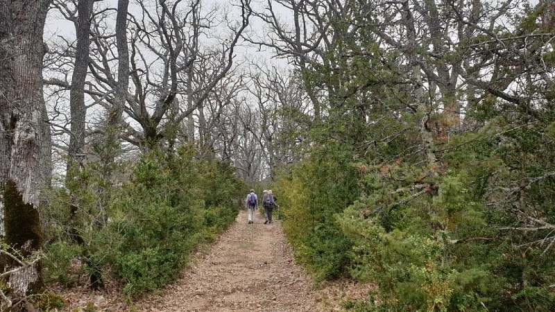 Marcheur dans les buis