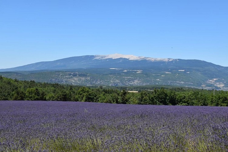 Vue Ventoux