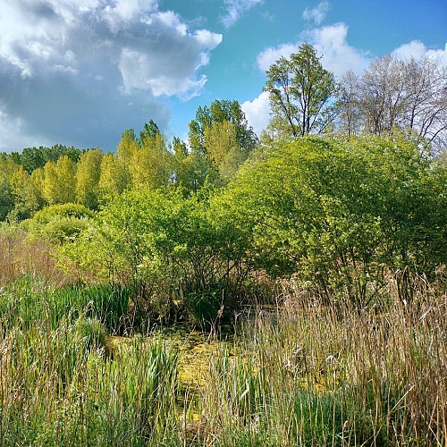 Marais de Montaris