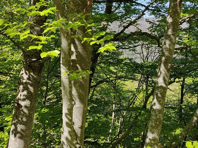 Randonnée de 2 jours - Le versant nord de l'Aigoual_L'Esperou