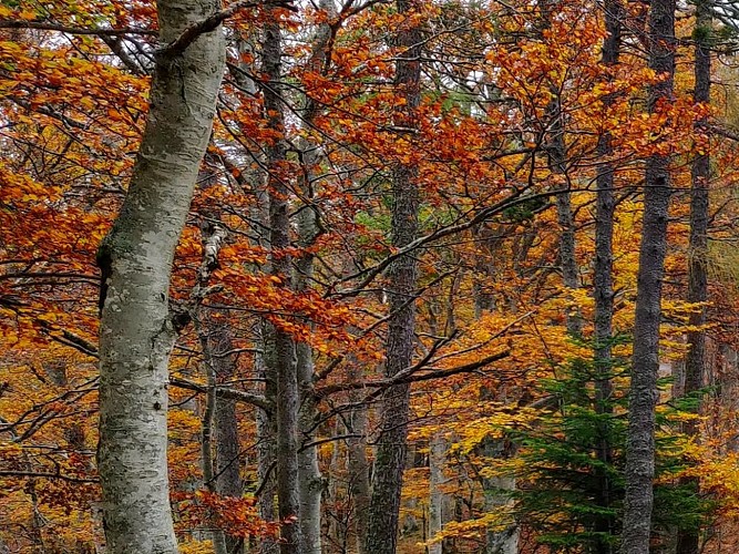 Randonnée de 2 jours - Le versant nord de l'Aigoual_L'Esperou