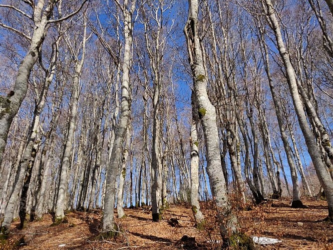 Randonnée de 2 jours - Le versant nord de l'Aigoual_L'Esperou