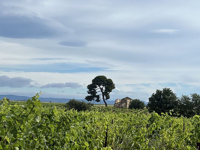 Rando entre les vignes et les garrigues 1 @ Mairie de Bassan