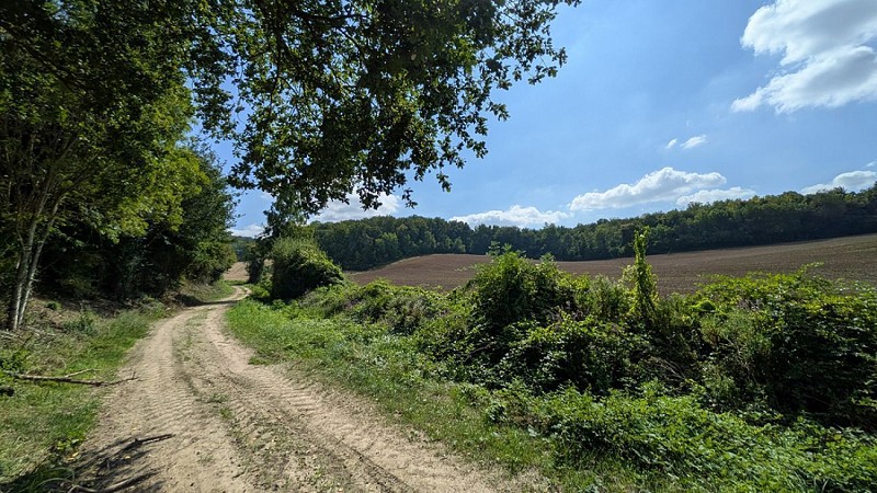 Chemin de Concevreux IV