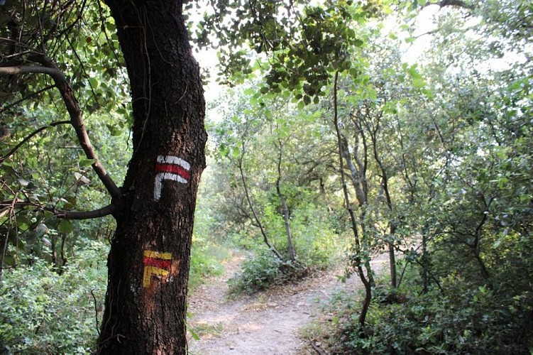 GR® et GRP® sur l'ubac de la Pinière