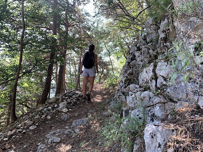 Sentier en sous bois