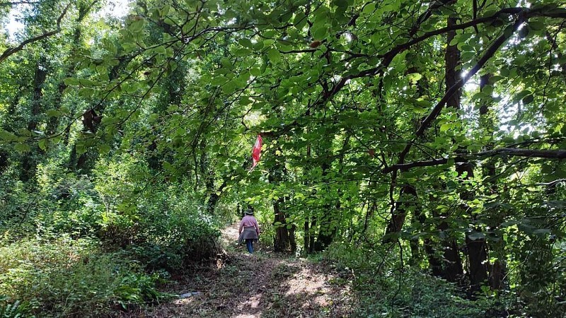 En sous bois - Boucle de Guélétréo